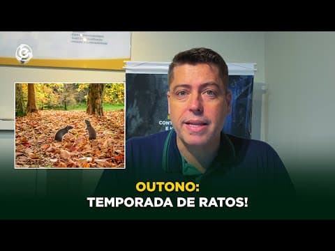 Outono: Temporada de Ratos!
