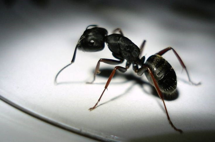 Veneno caseiro para formiga_ 19 remédios caseiros para matar formigas