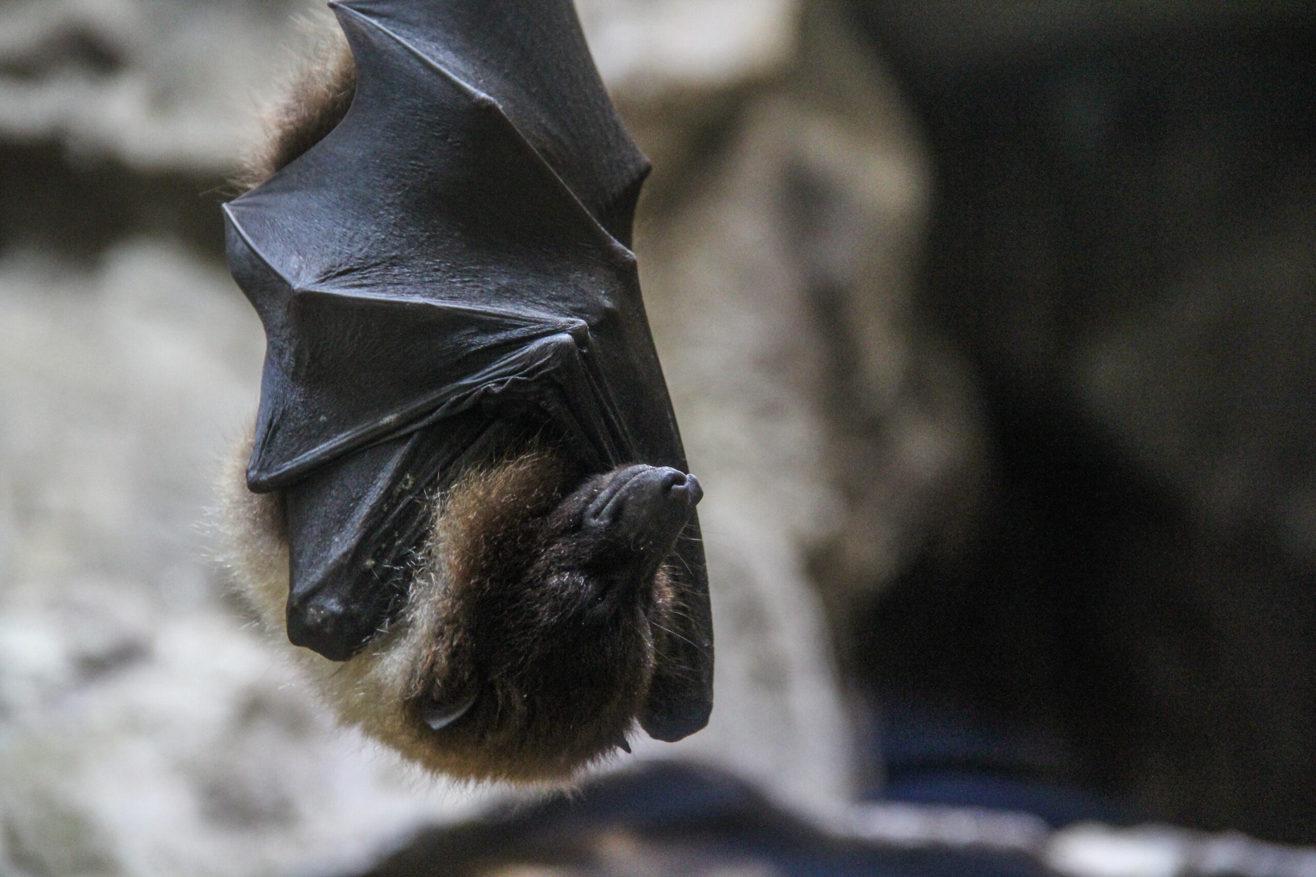A closeup shot of a sleeping bat wrapped in its wings